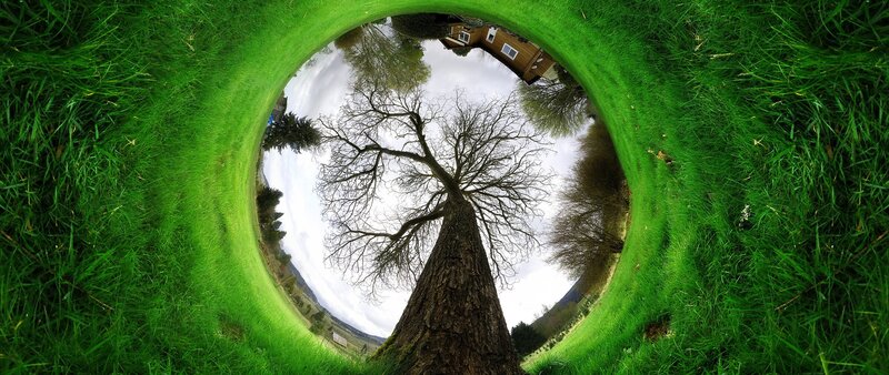 Tree in Grass Circle — Green, Serene