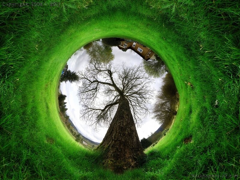 Tree in Grass Circle — Green