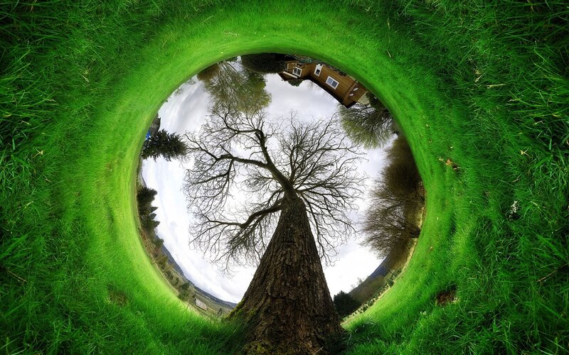 Tree in Grass Circle