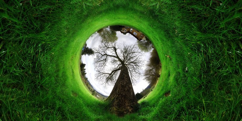 Tree in Grass Tunnel — Green, Serene