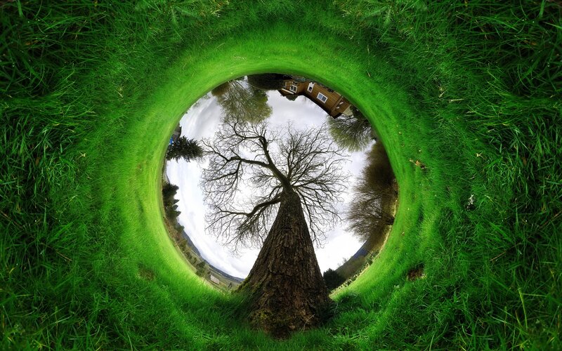 Tree in Grass Tunnel — Green