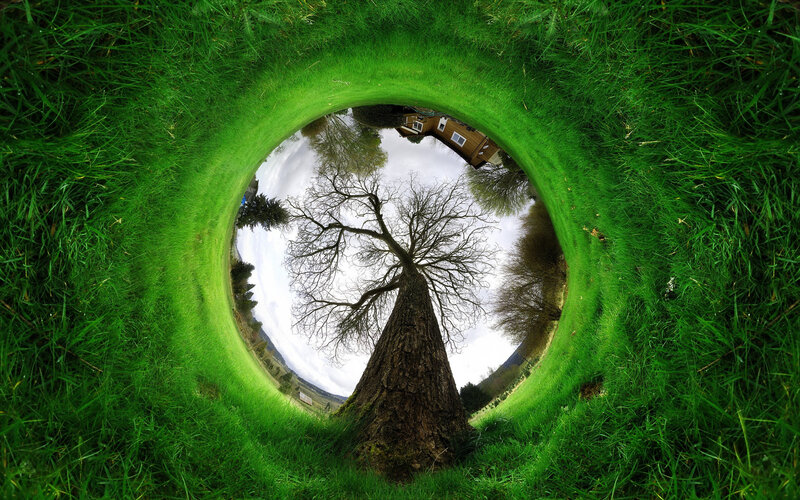 Tree in Grass Tunnel