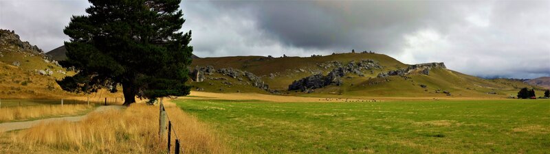 Tree in Grassy Field — Green, Dramatic, Afternoon, Photograph