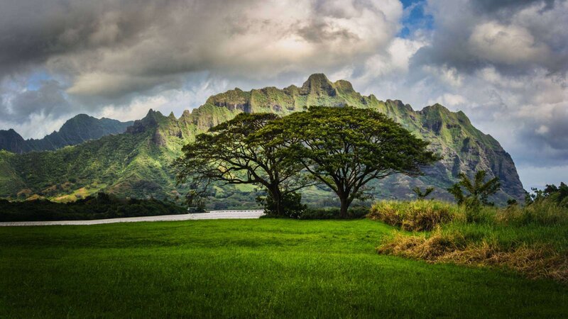 Tree in Grassy Field — Green, Dramatic, Afternoon