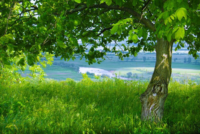 Tree in Grassy Field — Green, Serene