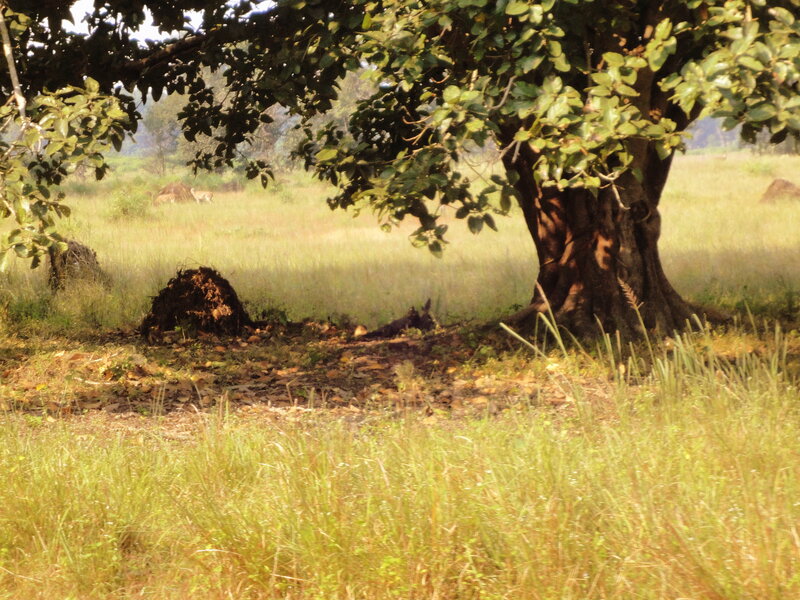 Tree in Grassy Field — Green