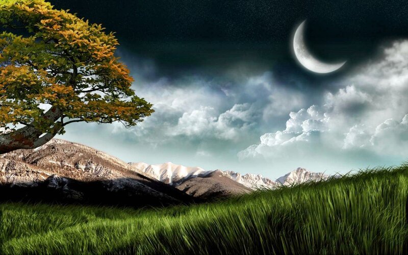 Tree in Grassy Field