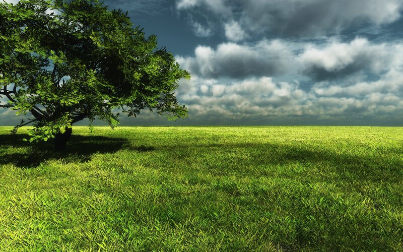 Tree in Green Field — Dramatic, Afternoon, 3d Render