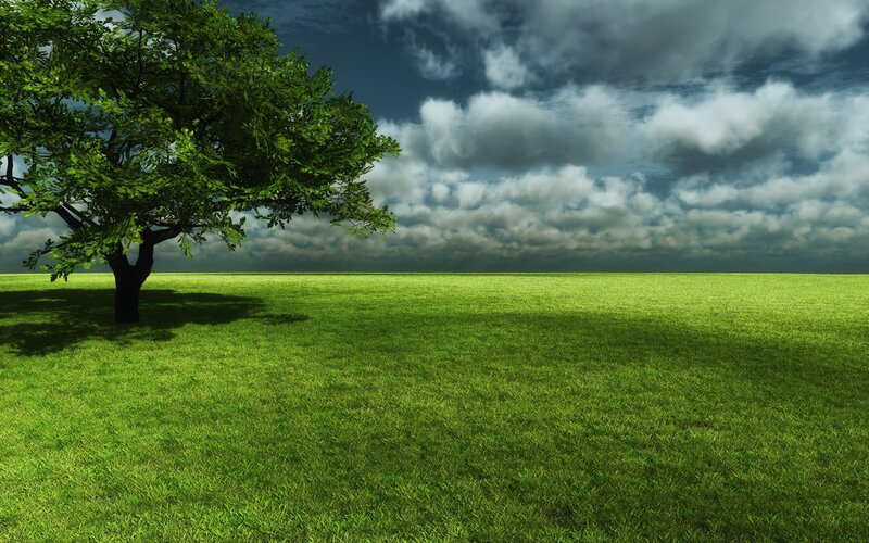 Tree in Green Field — Dramatic, Afternoon, Digital Art