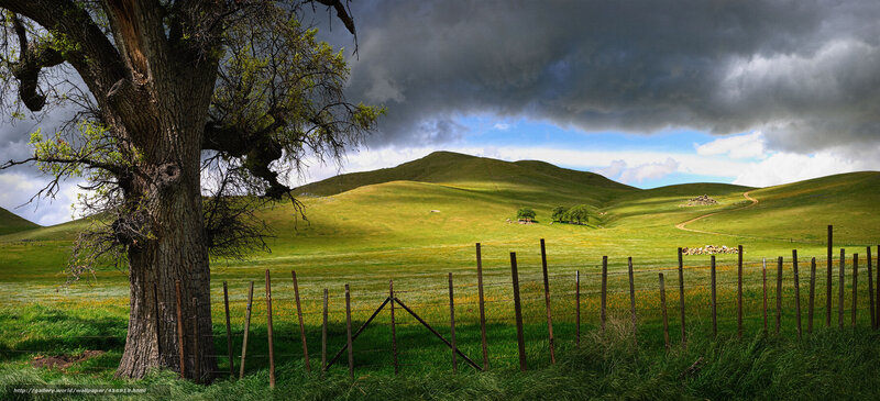 Tree in Green Field — Dramatic, Afternoon, Photograph