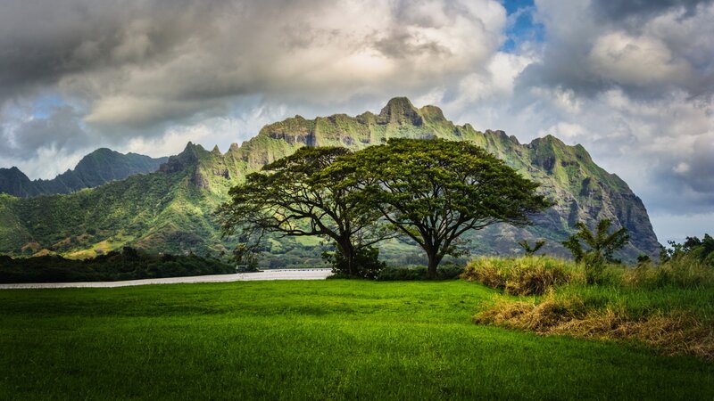 Tree in Green Field — Dramatic, Afternoon