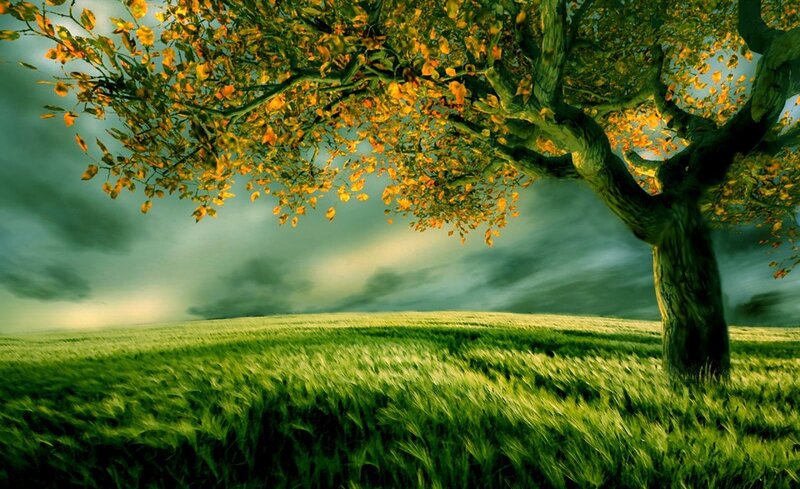 Tree in Green Field — Dramatic, Autumn