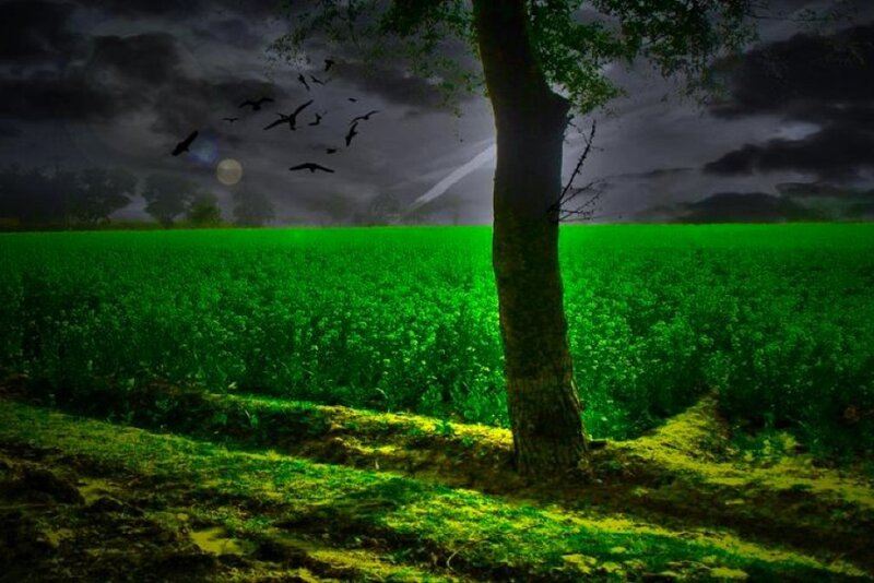 Tree in Green Field — Dramatic, Night