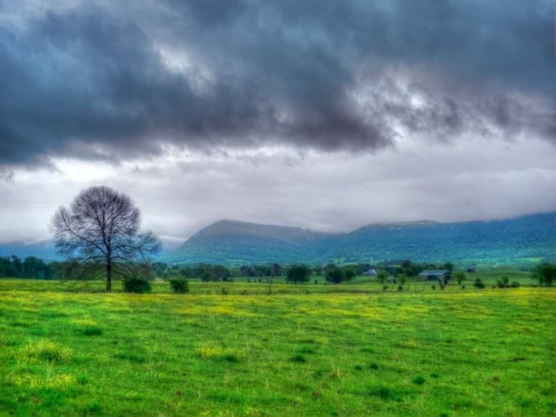 Tree in Green Field — Dramatic, Photograph