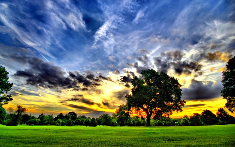Tree in Green Field — Dramatic, Sunset, Photograph, Sky