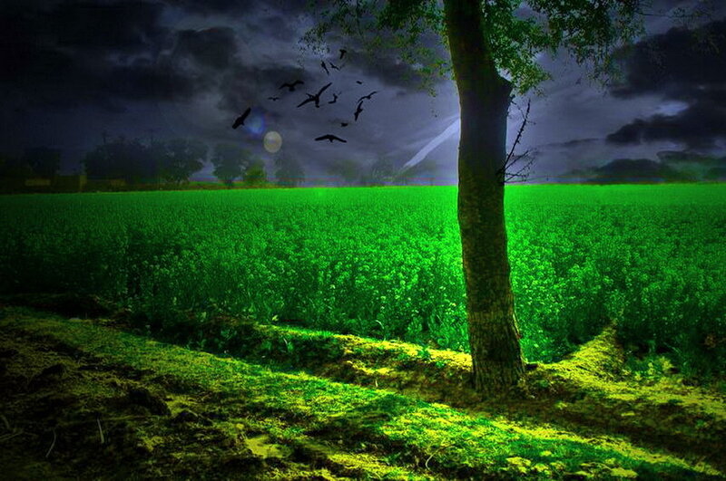 Tree in Green Field — Dramatic