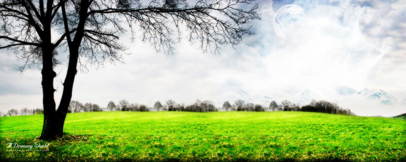 Tree in Green Field — Dreamy
