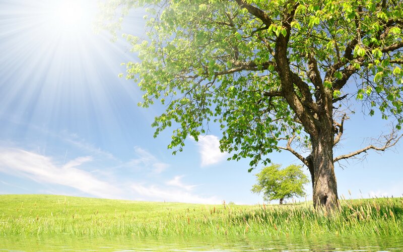 Tree in Green Field — Serene, Afternoon, Photograph