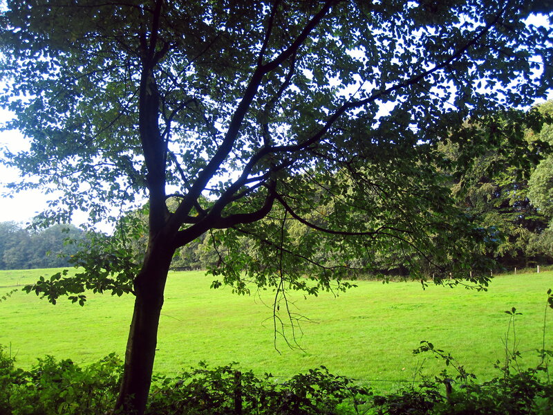 Tree in Green Field — Serene, Afternoon, Photograph, Trees