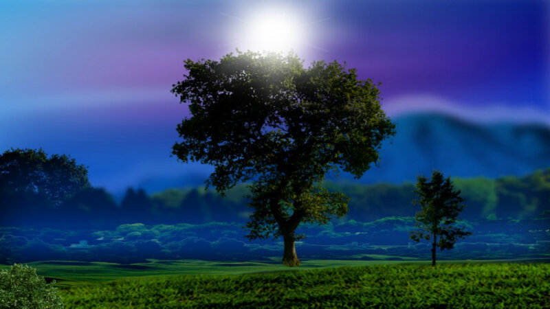 Tree in Green Field — Serene, Night