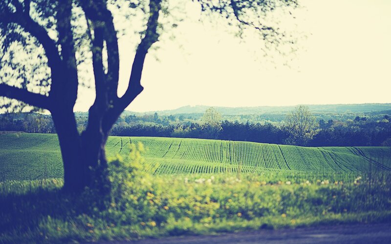 Tree in Green Field — Serene, Spring, Photograph