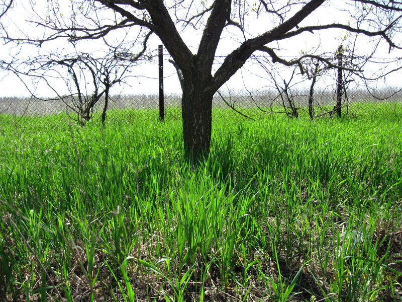Tree in Green Field — Serene, Spring