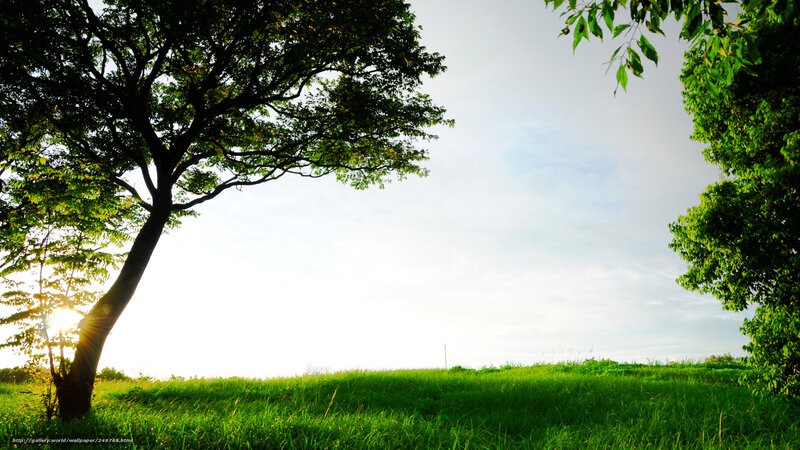 Tree in Green Field — Serene, Sunset, Photograph
