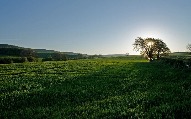 Tree in Green Field — Serene, Sunset