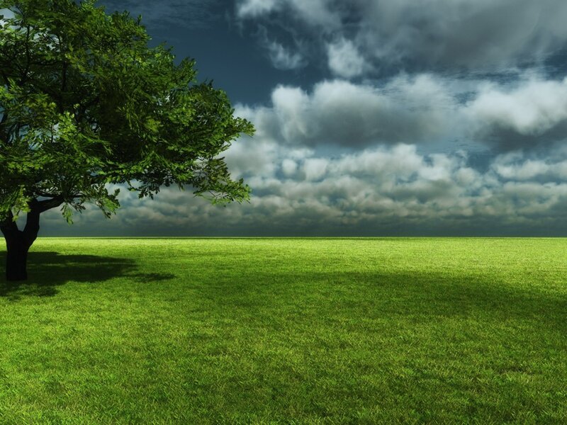 Tree in Green Field