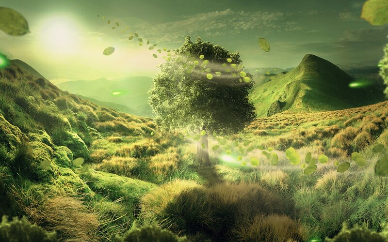 Tree in Green Valley