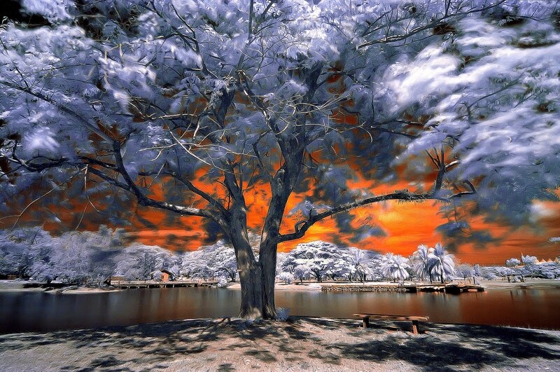 Tree in Infrared Landscape