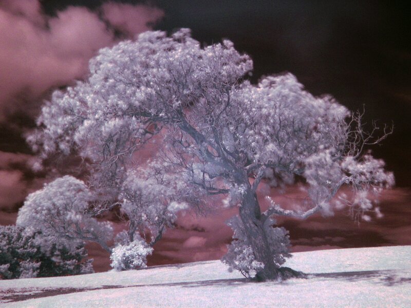 Tree in Infrared