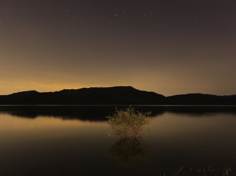 Tree in Lake at Night