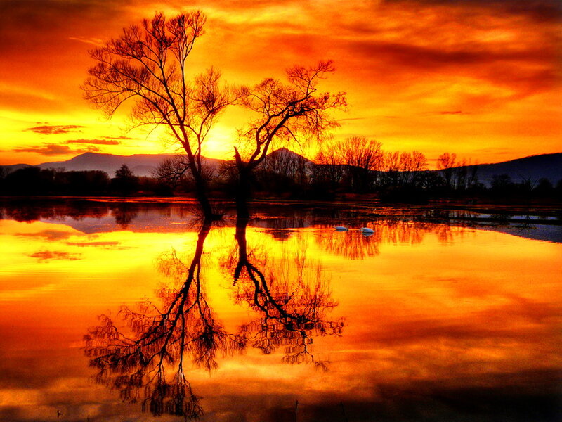 Tree in Lake at Sunset