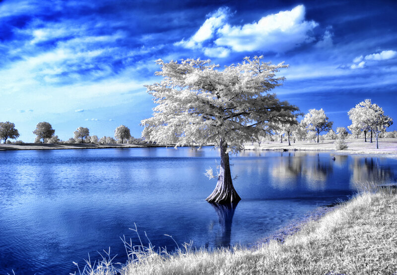 Tree in Lake — Blue