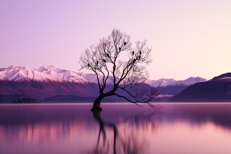 Tree in Lake — Purple
