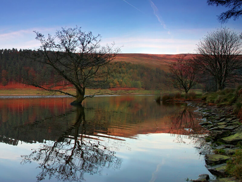 Tree in Lake Reflection — Blue