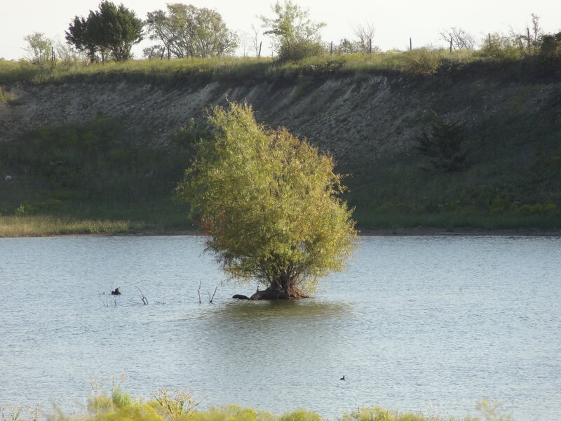 Tree in Lake