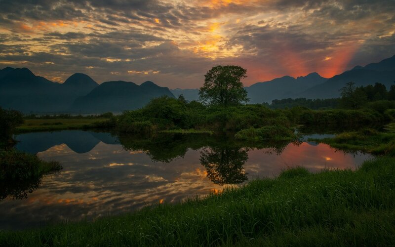 Tree in Marsh at Sunset