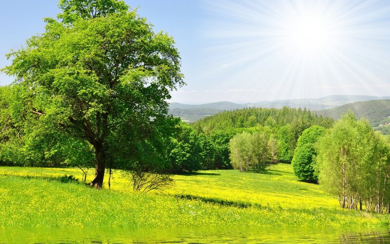 Tree in Meadow — Green, Serene, Afternoon