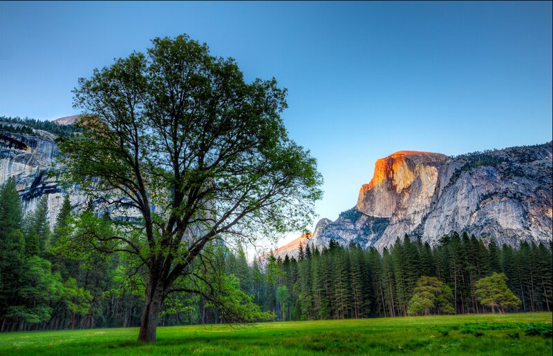 Tree in Meadow — Green