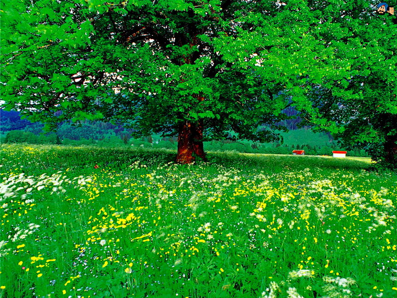 Tree in Meadow