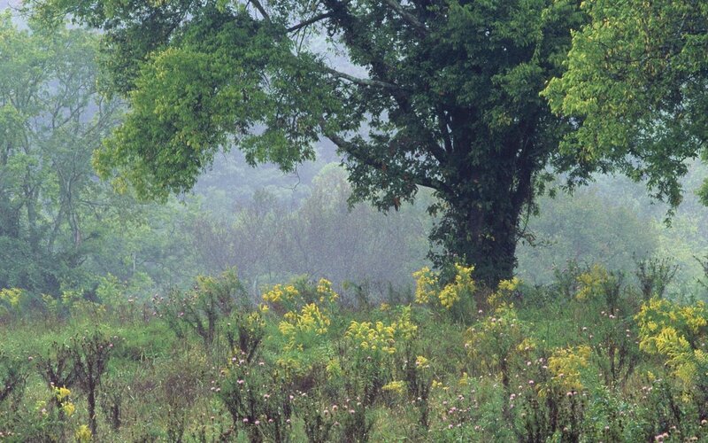 Tree in Misty Field — Green, Morning