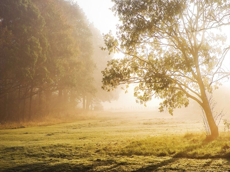 Tree in Misty Field — Green, Serene