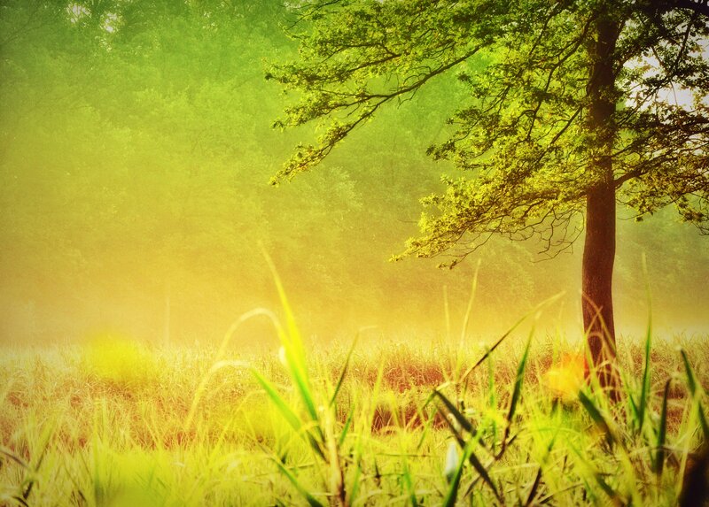 Tree in Misty Field — Green