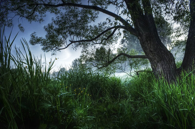 Tree in Misty Forest