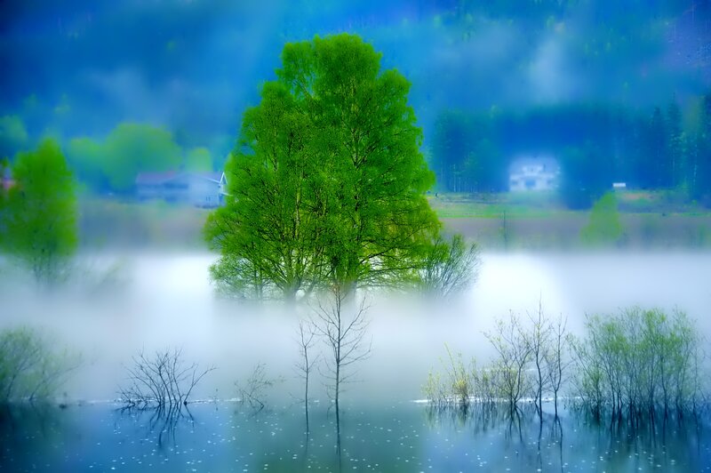 Tree in Misty Lake
