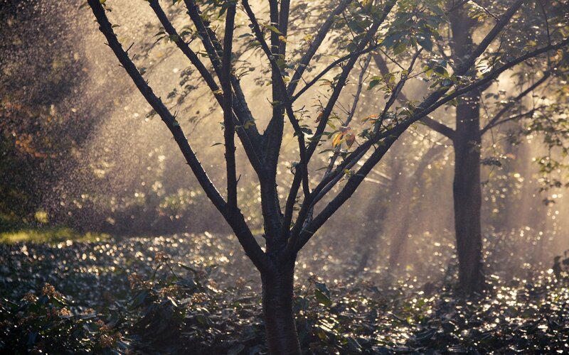 Tree in Misty Light