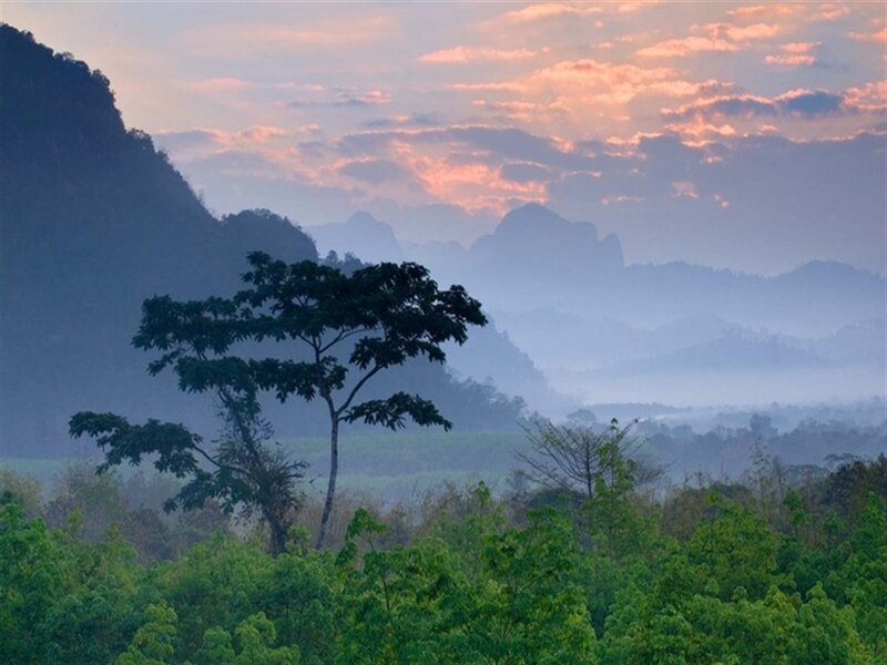 Tree in Misty Valley — Green
