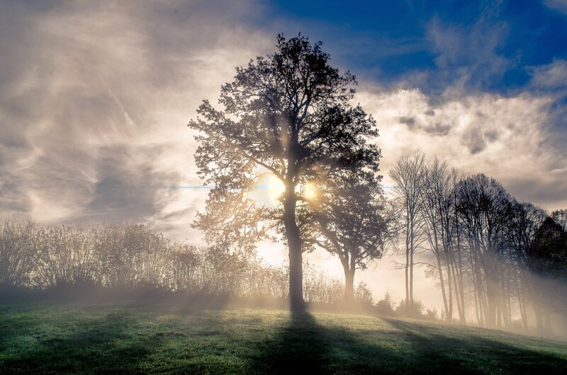 Tree in Morning Mist — Blue